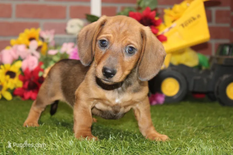 SHADED RED MALE! 001 – Miniature Dachshund puppy for sale in Pittsburg, KS