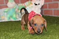 SHADED RED MALE! 001, a male Miniature Dachshund for sale in Pittsburg, KS – Photo 5 of 6