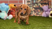 SHADED RED MALE! 001, a male Miniature Dachshund for sale in Pittsburg, KS – Photo 7 of 10