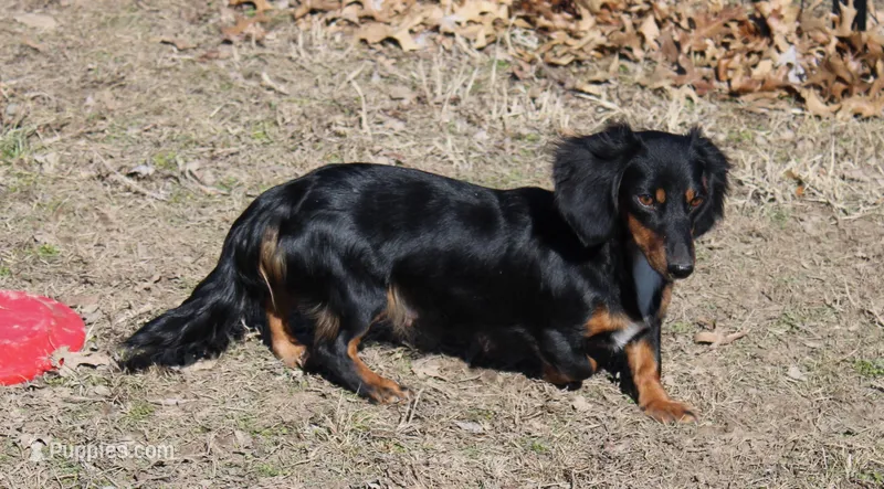 SHADED RED MALE! 001, a male Miniature Dachshund for sale in Pittsburg, KS – Photo 1 of 6