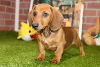 SHADED RED MALE! 001, a male Miniature Dachshund for sale in Pittsburg, KS – Photo 2 of 10