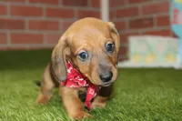SHADED RED MALE! 001, a male Miniature Dachshund for sale in Pittsburg, KS – Photo 6 of 6
