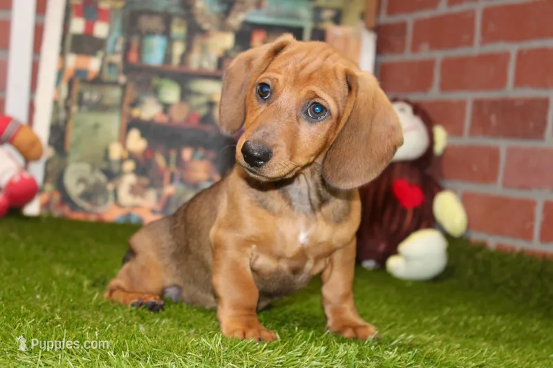 SHADED RED MALE! 001 – Miniature Dachshund puppy for sale in Pittsburg, KS