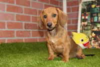 SHADED RED MALE! 001, a male Miniature Dachshund for sale in Pittsburg, KS – Photo 4 of 10