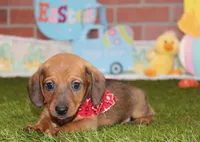 SHADED RED MALE! 001, a male Miniature Dachshund for sale in Pittsburg, KS – Photo 4 of 6