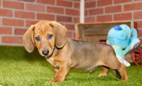 SHADED RED MALE! 001, a male Miniature Dachshund for sale in Pittsburg, KS – Photo 8 of 10