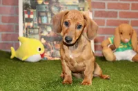 SHADED RED MALE! 001, a male Miniature Dachshund for sale in Pittsburg, KS – Photo 3 of 10