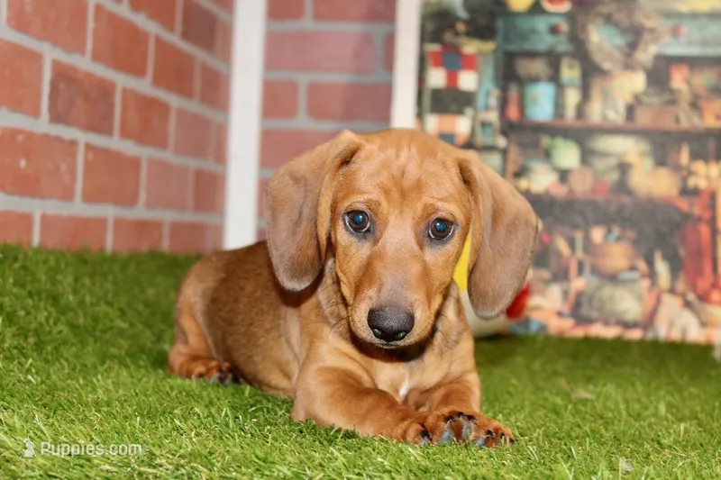 SHADED RED MALE! 001 – Miniature Dachshund puppy for sale in Pittsburg, KS