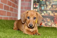 SHADED RED MALE! 001, a male Miniature Dachshund for sale in Pittsburg, KS – Photo 1 of 10