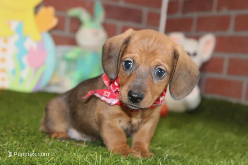 SHADED RED MALE! 001 – Miniature Dachshund puppy for sale in Pittsburg, KS