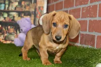 SHADED RED MALE! 001, a male Miniature Dachshund for sale in Pittsburg, KS – Photo 6 of 10