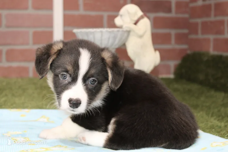 PEMBROKE CARDIGAN CORGI MALE 3171 – Cardigan Welsh Corgi, Pembroke Welsh Corgi puppy for sale in Pittsburg, KS