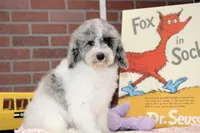 WHITE AND MERLE FEMALE 968, a female Cockapoo for sale in Pittsburg, KS – 8 of 10