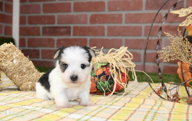 BLACK/WHITE PARTI MORKIE MALE 3036 – Morkie puppy for sale in Pittsburg, KS