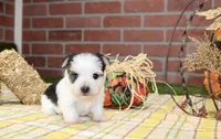 BLACK/WHITE PARTI MORKIE MALE 3036, a male Morkie for sale in Pittsburg, KS – 1 of 5
