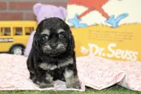 TINY PHANTOM FEMALE COCKAPOO 106, a female Cockapoo for sale in Pittsburg, KS – 4 of 8