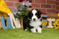 MALE BLACK/WHITE AUGGIE 981, a male Australian Shepherd and Pembroke Welsh Corgi for sale in Pittsburg, KS – 3 of 4