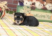BLACK/TAN MORKIE MALE 3041, a male Morkie for sale in Pittsburg, KS – 2 of 5