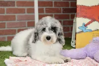WHITE AND MERLE FEMALE 968, a female Cockapoo for sale in Pittsburg, KS – 1 of 10