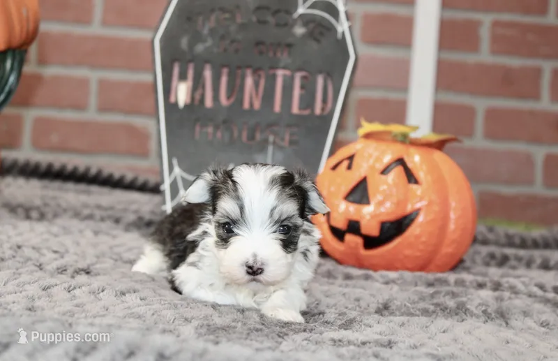 TRI COLORED MORKIE MALE 3026 – Morkie puppy for sale in Pittsburg, KS