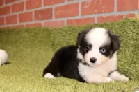 Toy Auggie, a male Australian Shepherd and Pembroke Welsh Corgi for sale in Pittsburg, KS – 2 of 4