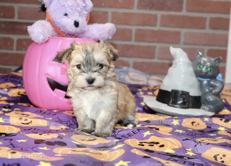 GRIZZLE MORKIE FEMALE 3195 – Morkie puppy for sale in Pittsburg, KS