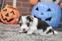 TRI COLORED MORKIE MALE 3026, a male Morkie for sale in Pittsburg, KS – 2 of 5