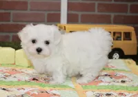 MALE MALTESE 3190, a male Maltese for sale in Pittsburg, KS – 2 of 4