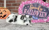 TRI COLORED MORKIE FEMALE 3028, a female Morkie for sale in Pittsburg, KS – 4 of 5