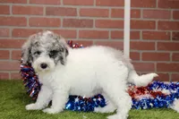 WHITE AND MERLE FEMALE 968, a female Cockapoo for sale in Pittsburg, KS – 4 of 10