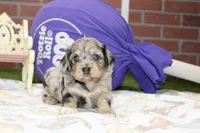 CHOCOLATE MERLE COCKAPOO 103, a male Cockapoo for sale in Pittsburg, KS – 3 of 4
