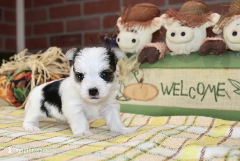 TRI MORKIE MALE 3042 – Morkie puppy for sale in Pittsburg, KS