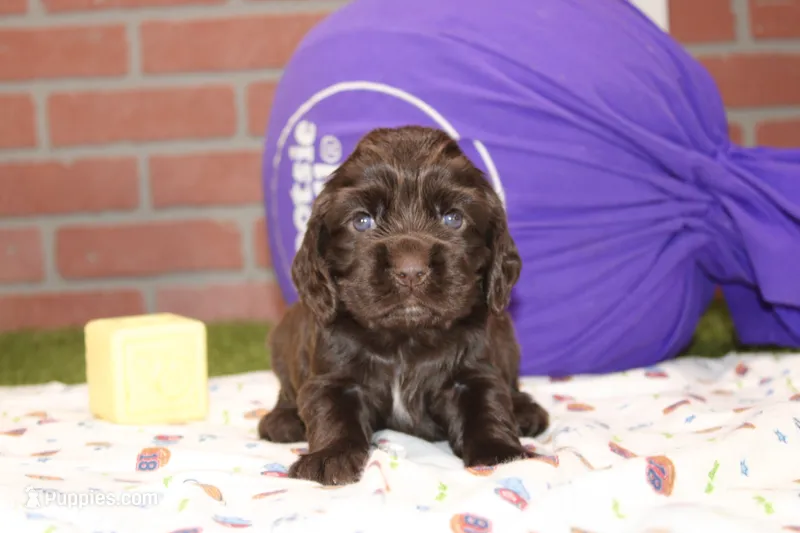 CHOCOLATE COCKER MALE 091 – Cocker Spaniel puppy for sale in Pittsburg, KS