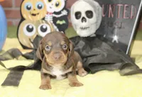 CHOCOLATE/TAN MALE DACHSHUND 3214, a male Miniature Dachshund for sale in Pittsburg, KS – 2 of 5