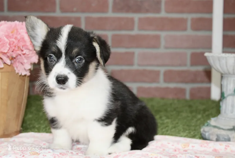 PEMBROKE CARDIGAN CORGI FEMALE 3175 – Cardigan Welsh Corgi, Pembroke Welsh Corgi puppy for sale in Pittsburg, KS