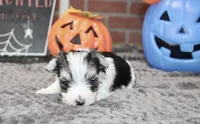 TRI COLORED MORKIE MALE 3026, a male Morkie for sale in Pittsburg, KS – 3 of 5