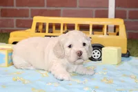 CREAM COCKAPOO MALE 201, a male Cockapoo for sale in Pittsburg, KS – 3 of 4