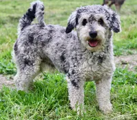 CREAM COCKAPOO MALE 201, a male Cockapoo for sale in Pittsburg, KS – 8 of 9
