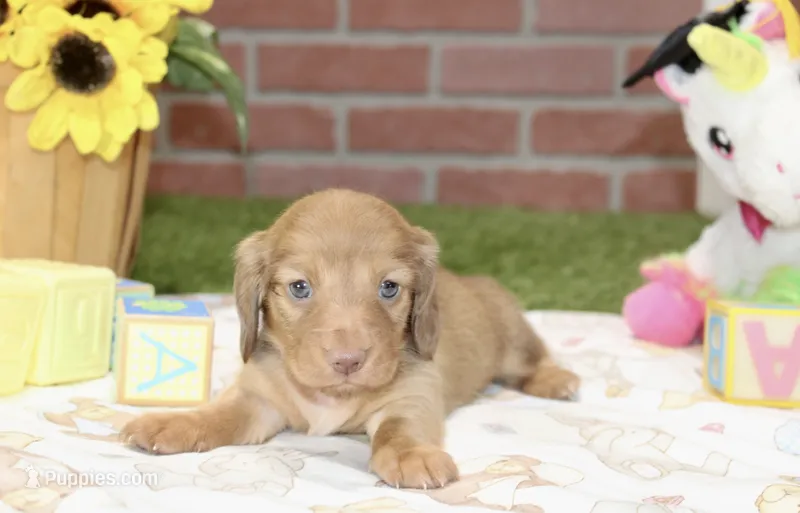 CREAM FEMALE 179 – Miniature Dachshund puppy for sale in Pittsburg, KS