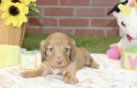 CREAM FEMALE 179, a female Miniature Dachshund for sale in Pittsburg, KS – 1 of 4