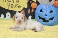 CREAM/WHITE PIED MALE DACHSHUND 022, a male Miniature Dachshund for sale in Pittsburg, KS – 4 of 5