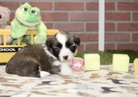 PEMBROKE CARDIGAN CORGI FEMALE 3172, a female Cardigan Welsh Corgi and Pembroke Welsh Corgi for sale in Pittsburg, KS – 4 of 4