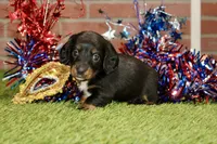BLACK/TAN MALE 085, a male Dachshund for sale in Pittsburg, KS – 3 of 3