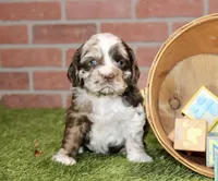 CHOCOLATE MERLE COCKER FEMALE 969, a female Cocker Spaniel for sale in Pittsburg, KS – 2 of 4