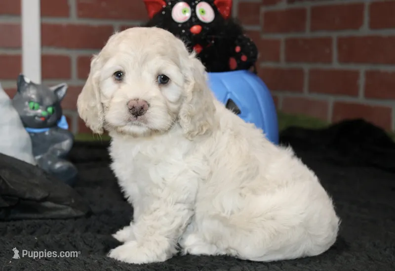 CREAM MALE COCKAPOO 202 – Cockapoo puppy for sale in Pittsburg, KS