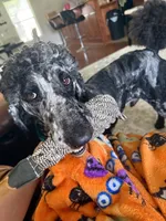 AsherSOLD, a male Poodle - Standard  for sale in Pittsburg, KS – Photo 2 of 6