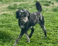 AsherSOLD, a male Poodle - Standard  for sale in Pittsburg, KS – Photo 1 of 6