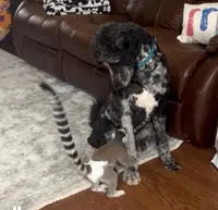 AsherSOLD, a male Poodle - Standard  for sale in Pittsburg, KS – Photo 5 of 6