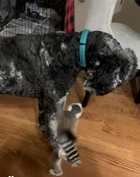 AsherSOLD, a male Poodle - Standard  for sale in Pittsburg, KS – Photo 4 of 6