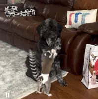 AsherSOLD, a male Poodle - Standard  for sale in Pittsburg, KS – Photo 6 of 6